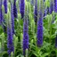 Veronica sp - Veronica albastră