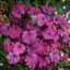 Heuchera micrantha - Clopoțelul purpuriu