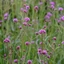 Verbena bonariensis Lollipop - Verbena Lollipop