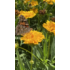 Imagine 3/5 - Florile galbene ale plantei perene ochiul fetei. 