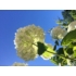 Imagine 6/10 - Flori sferice de Hydrangea arborescens Annabelle.