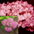 Imagine 10/11 - Inflorescența hortensiei Pink Annabelle de aproape. 