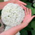 Imagine 1/9 - Hortensia arbustivă Strong Annabelle se caracterizează prin flori uniforme.