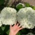 Imagine 6/9 - Florile hortensiei arbustive Strong Annabelle sunt uriașe. 