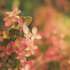 Imagine 3/9 - Culoarea florilor hortensiei Early sensation la ofilire. 