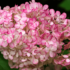 Imagine 5/8 - Florile hortensiei Fraise melba se schimbă în roz cu trecerea timpului. 