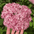 Imagine 7/11 - Mărimea florii de Pink Annabelle se vede bine în comparație cu palma.