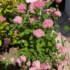 Imagine 4/11 - Hortensie cu flori roz la sfârșitul lunii iunie. 