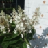 Imagine 1/3 - Inflorescențele hortensiei Candlelight în luna septembrie. 