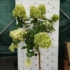 Imagine 9/11 - Florile uriașe ale hortensiei Limelight tip pomișor decorează minunat și în luna august. 