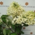 Imagine 3/5 - Florile mari albe ale hortensiei Grandiflora în luna iulie. 