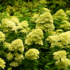 Imagine 7/10 - Flori de hortensie Limelight în starea lor verde.