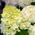 Imagine 5/10 - Florile hortensiei Hydrangea paniculat Limelight se schimbă din verzui în alb.