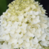 Imagine 4/7 - Floarea hortensiei Living Sugar Rush este albă pe tot parcursul înfloririi, nu se colorează. 