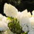 Imagine 5/7 - Florile hortensiei Living Sugar Rush în lumina soarelui de vară. 