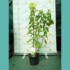 Imagine 1/2 - Hydrangea paniculata Skyfall - Hortensie Skyfall