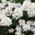 Imagine 4/6 - Florile albe ale hortensiei Living Touch of Pink decorează în a doua jumătate a verii. 