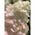 Imagine 3/4 - Inflorescența hortensiei Vanille fraise, de aproape, în luna iulie. 