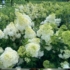 Imagine 4/7 - Florile hortensiei Vanille fraise în pepiniera noastră, în luna iulie. 