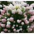 Imagine 1/7 - Inflorescența hortensiei Sundae Fraise se schimbă din alb în roz. 