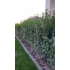Imagine 3/5 - Gard viu din Ligustrum plantat lângă gazon.