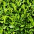 Imagine 1/8 - Frunzișul verde a gardului viu din laur englezesc Novita. 