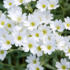 Imagine 1/5 - Lâna caprelor este o plantă acoperitoare de sol cu flori albe. 