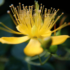 Imagine 1/3 - Florile galbene ale sunătoarei. 