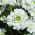 Imagine 1/8 - Inflorescența frumoasă, albă a lilicelului. 