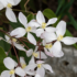 Imagine 2/2 - Florile albe ale clematitei montana Wilsonii.
