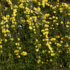 Imagine 4/11 - Lăstarii iasomiei de iarnă pline de flori. 