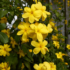 Imagine 3/11 - Jasminum nudiflorum are flori galbene. 