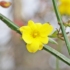 Imagine 5/11 - Floarea galbenă a iasomiei de iarnă. 