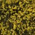 Imagine 9/11 - Iasomia de iarnă decorează grădina de primăvară cu o mulțime de flori mici, galbene. 