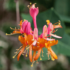 Imagine 1/3 - Caprifoi cu flori viu colorate, portocalii. 