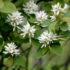 Imagine 2/3 - Florile parfumate de primăvară ale afinului canadian. 