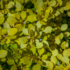 Imagine 4/5 - Culoarea frunzișului de toamnă a dracilei columnare galbene.