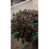 Imagine 7/8 - Skimmia japonica Rubella oferă o priveliște minunată. 