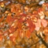 Imagine 3/3 - Culoarea frunzișului de toamnă a afinului canadian. 
