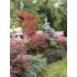 Imagine 10/12 - Acer palmatum Atropurpureum plantat într-un parc.
