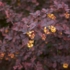 Imagine 3/5 - Florile dracilei purpurie decorează viu între frunzișul întunecat. 