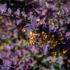 Imagine 4/5 - Florile și frunzișul minunat a dracilei purpurie. 