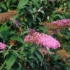 Imagine 1/3 - Buddleia davidii Pink Delight în timpul înfloririi. 