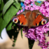 Imagine 1/4 - Un loc preferat de fluturi este inflorescența liliacului de vară. 