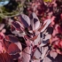 Imagine 3/9 - Frunzele colorate, adânc nervurate ale sciumpiei roșie. 
