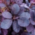 Imagine 1/9 - Cotinus Royal Purple decorează cu frunze deosebite în întreaga vegetație. 