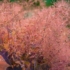 Imagine 8/9 - Florile asemănătoare vatei de zahăr ale scumpiei roșie. 
