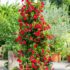 Imagine 12/13 - Diplandenia cu flori roșii poate fi un decor unic pentru terasă. 