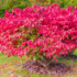 Imagine 1/3 - Frunzișul roșu al salbei cu frunze înaripate.
