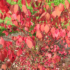 Imagine 2/3 - Frunzișul roșiatic de toamnă al salbei cu frunze înaripate.